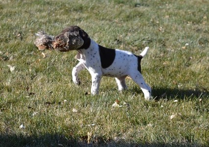 Male 8