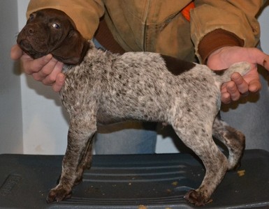 CT male 7