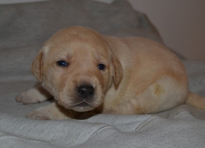 Lucy
