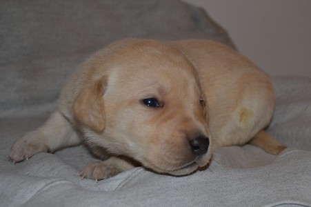 Lucy