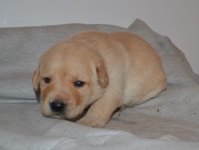 Male 6