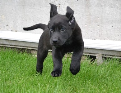 Male 8