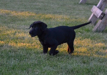 Male 8