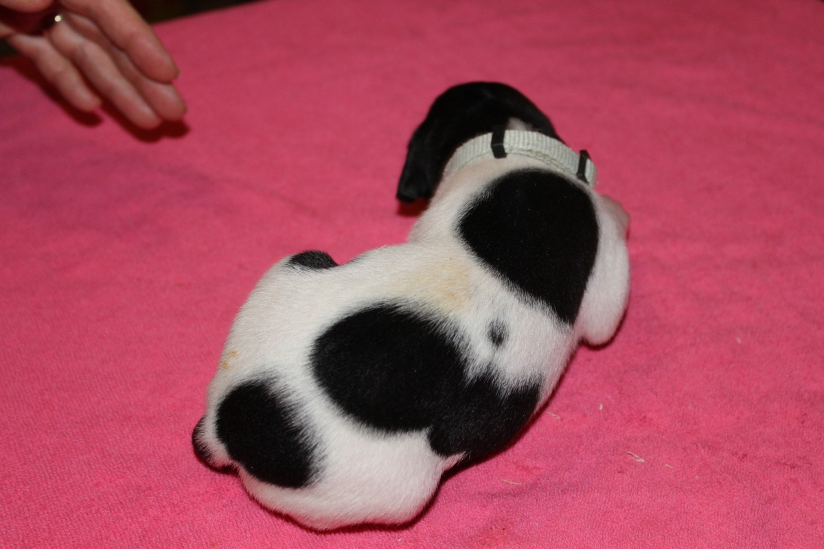 Skye X Jett Female #3