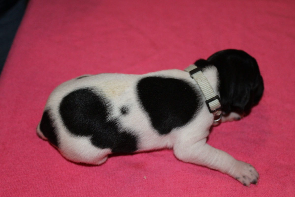 Skye X Jett Female #3