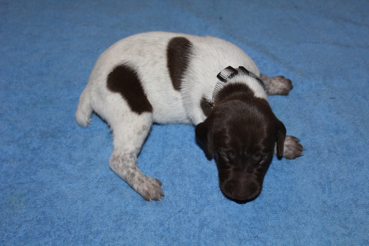 Skye X Jett Male #1