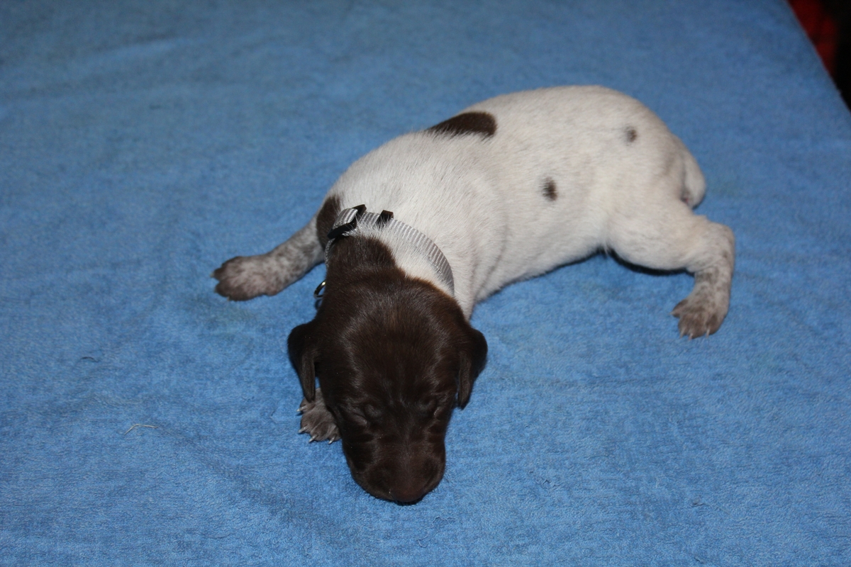 Skye X Jett Male #1