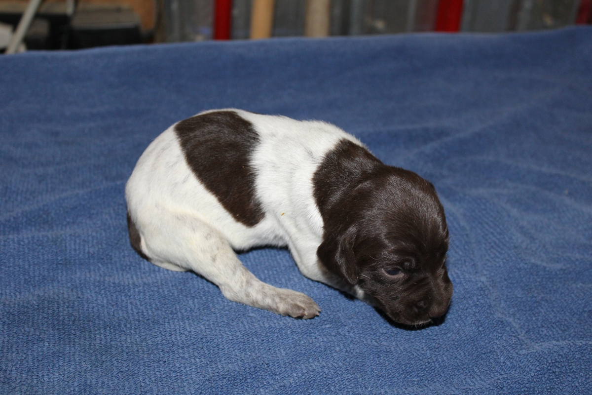 Sadie X Jagr 2021 Litter