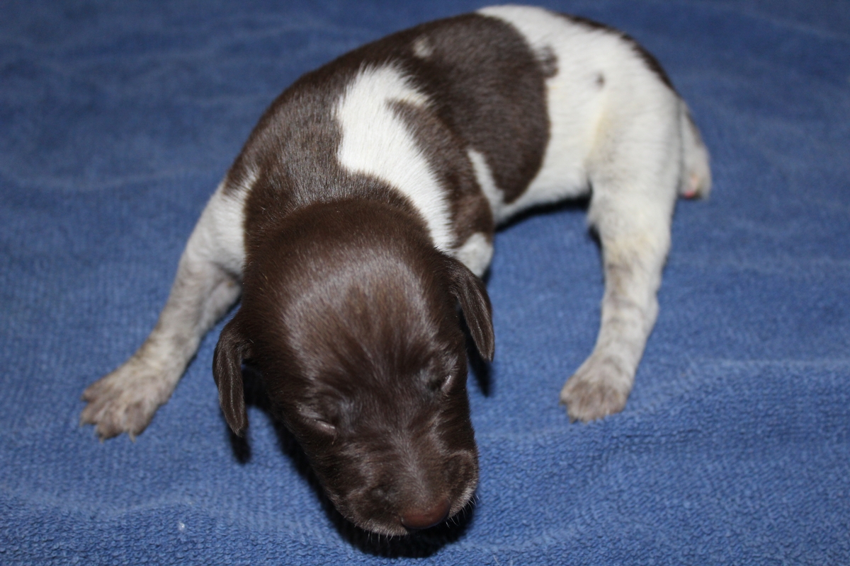 Sadie X Jagr 2021 Litter