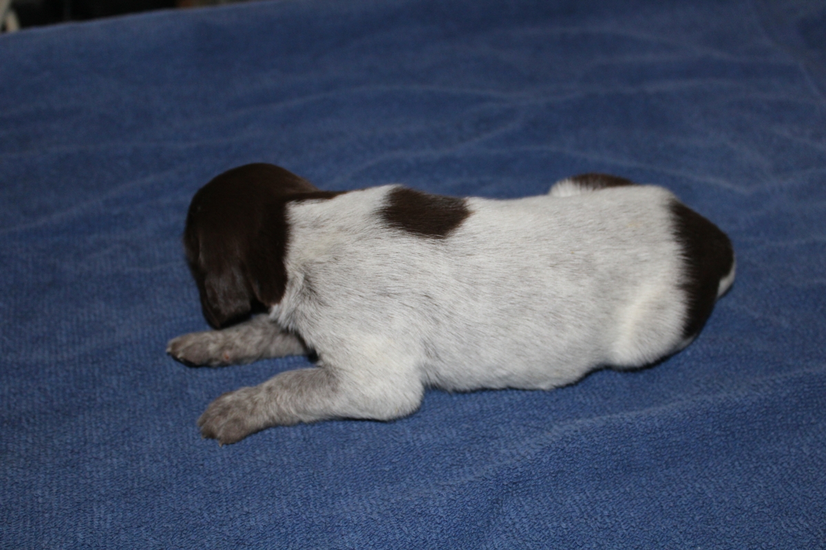 Sadie X Jagr 2021 Litter