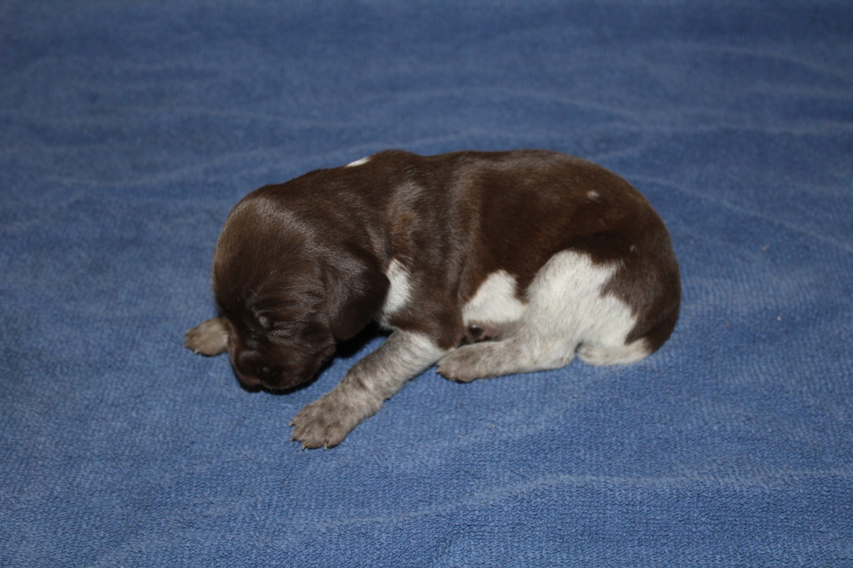 Sadie X Jagr 2021 Litter