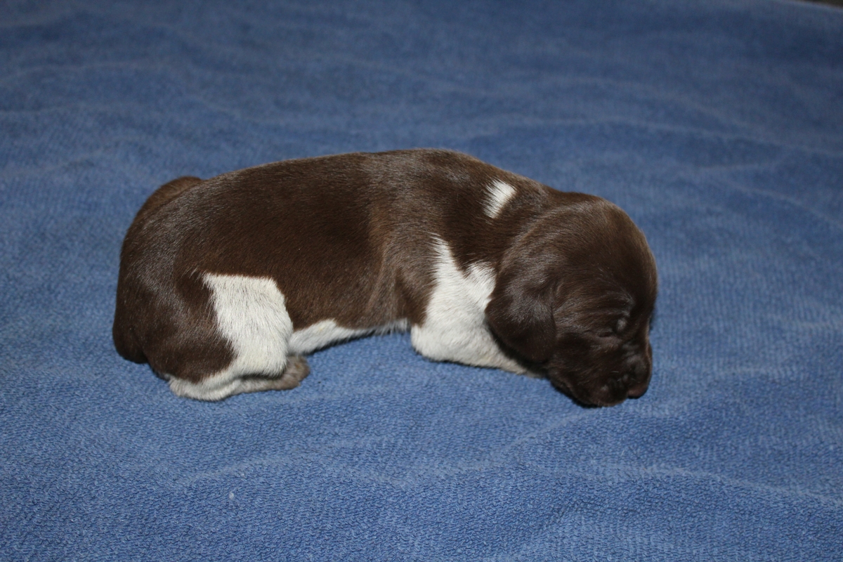 Sadie X Jagr 2021 Litter