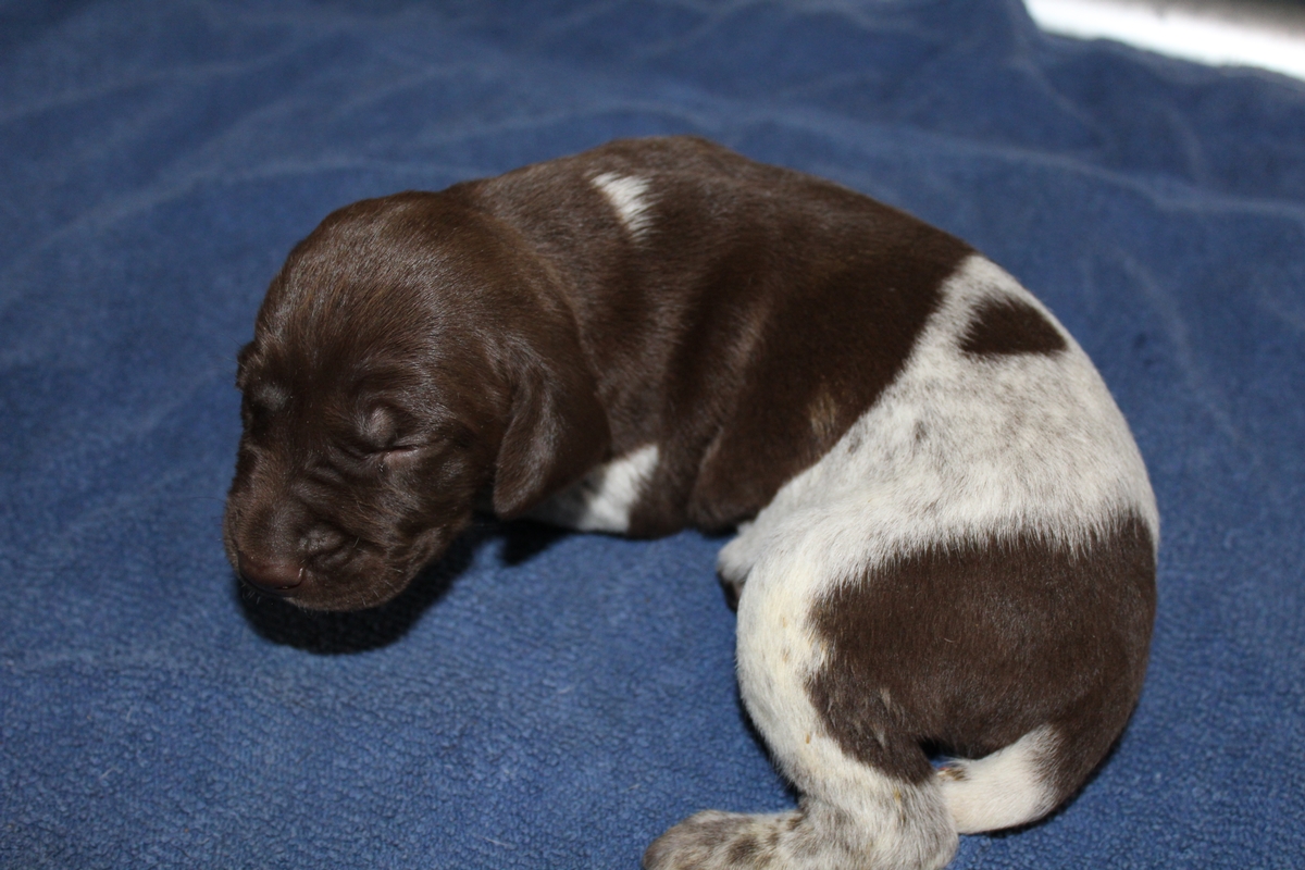 Sadie X Jagr 2021 Litter