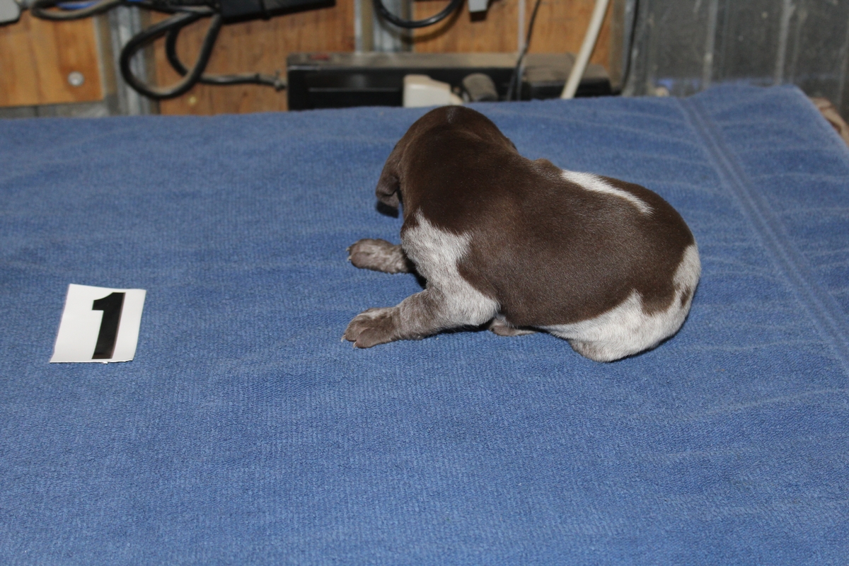 Skye X Jett