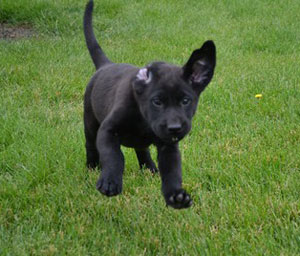 Labs Breed Photo