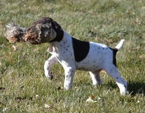 German Shorthair Pointers Breed Photo