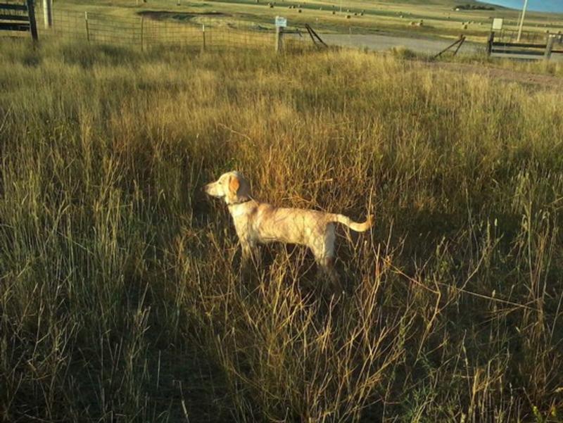 Started Dogs Category Photo