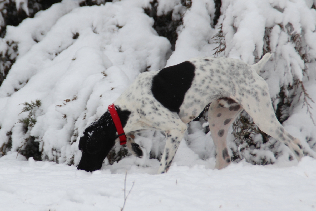 Skye and Jett 