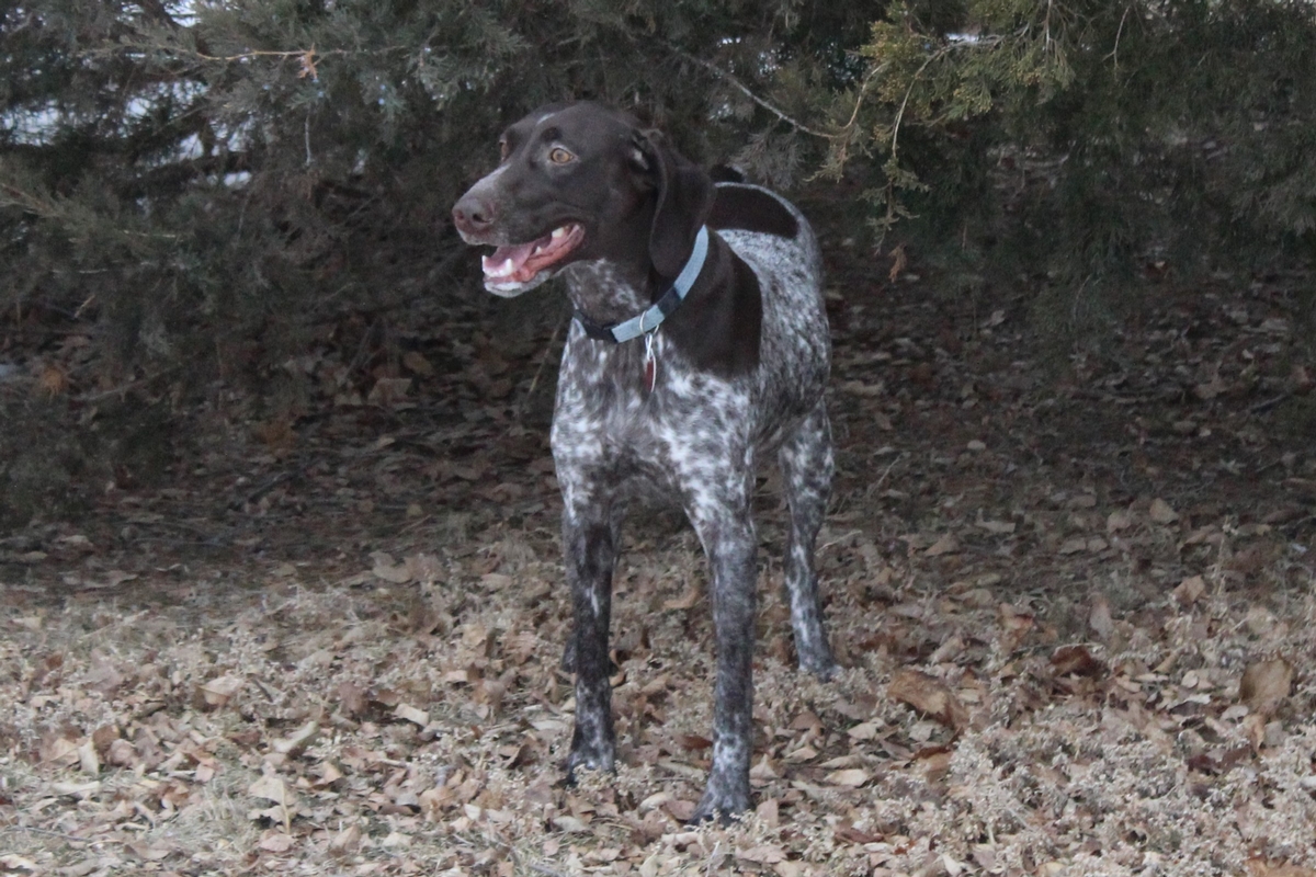 Mya X Sako Litter
