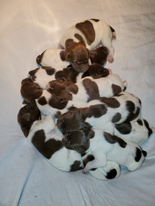 Sadie X Jagr Puppies 1