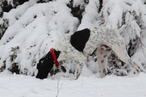 Skye and Jett  1