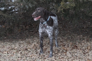 Mya X Sako Litter 1