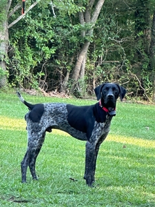 Trump's Dakota Jett/Spitting Image of Sadie 1
