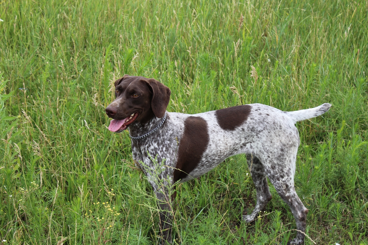 MRK'S Maggie May