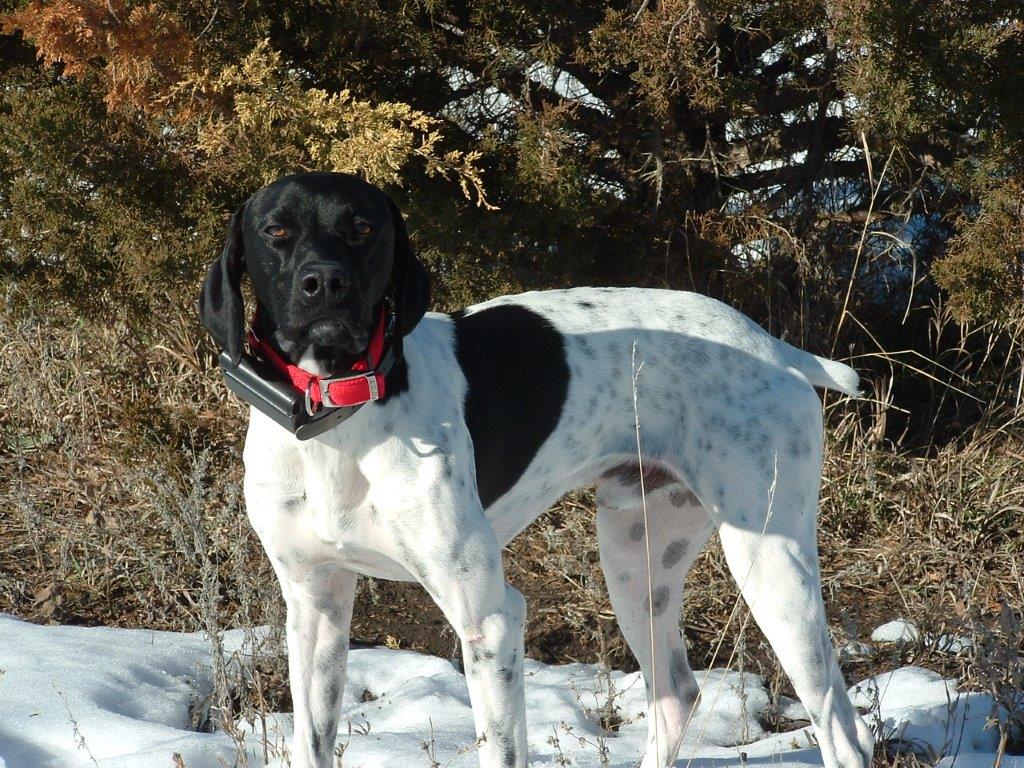 Jett