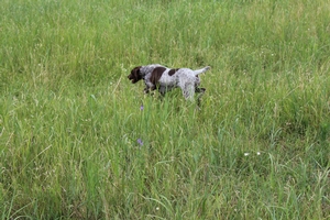 MRK'S Maggie May 3