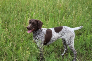 MRK'S Maggie May 4