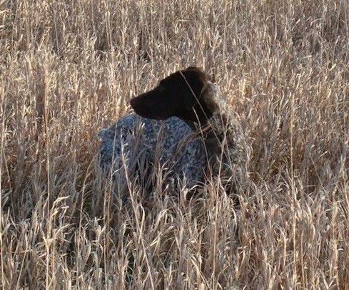 Sadie 3