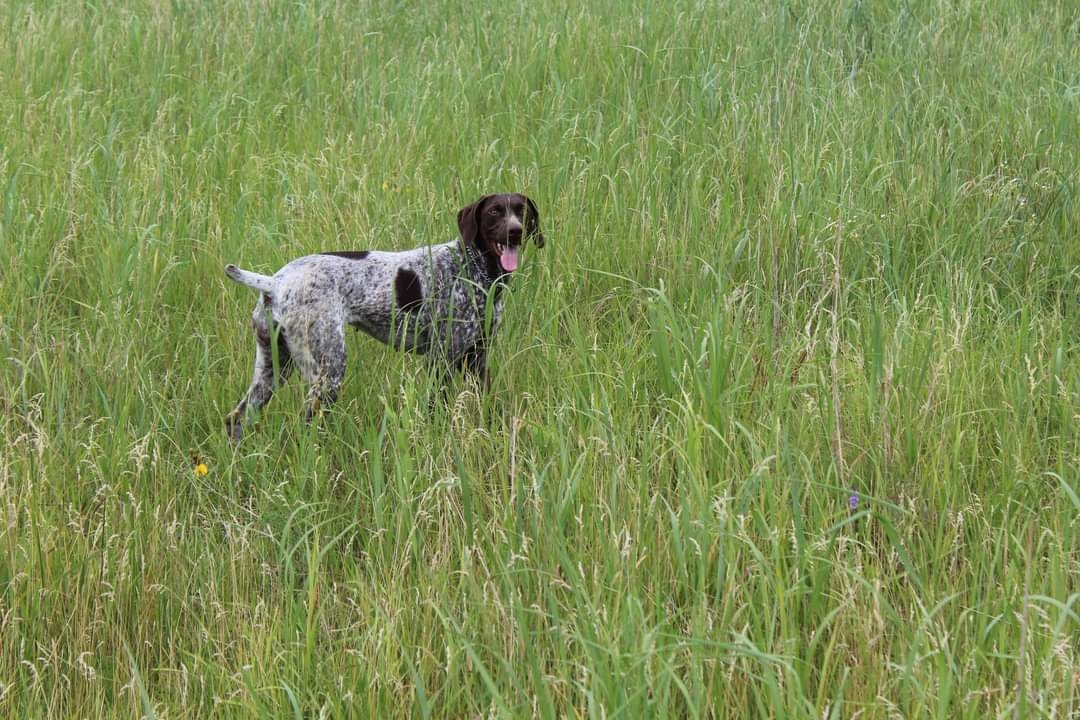 MRK's Maggie May