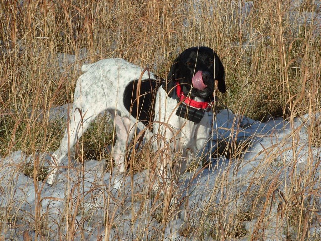 Honker's Dakota Jett