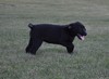 Bear 2