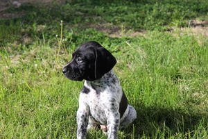 Male#2 1