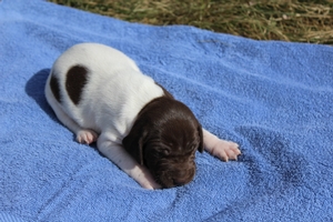 Male #5 3