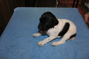 Male #4 1