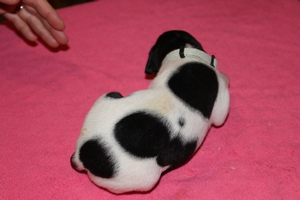 Skye X Jett Female #3 2