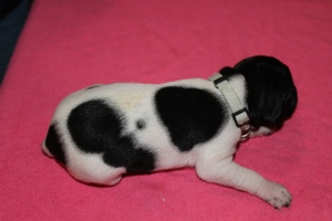 Skye X Jett Female #3 1