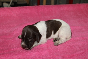 Sadie X Jagr 2021 Litter 1