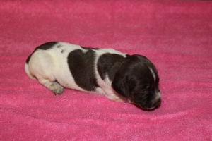 Sadie X Jagr 2021 Litter 2