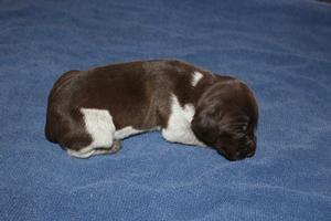 Sadie X Jagr 2021 Litter 2