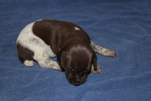 Sadie X Jagr 2021 Litter 2