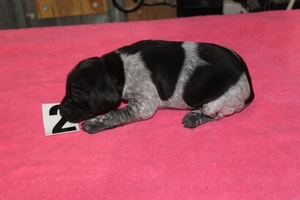 Skye X Jett 2