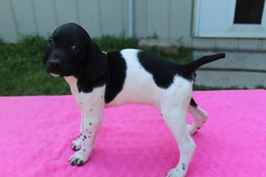 Trump's Dakota Jett/Spitting Image of Sadie 1