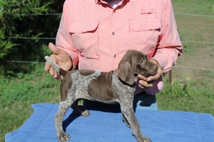 Trump's Dakota Jett/Spitting Image of Sadie 1