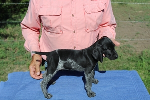 Trump's Dakota Jett/Spitting Image of Sadie 1