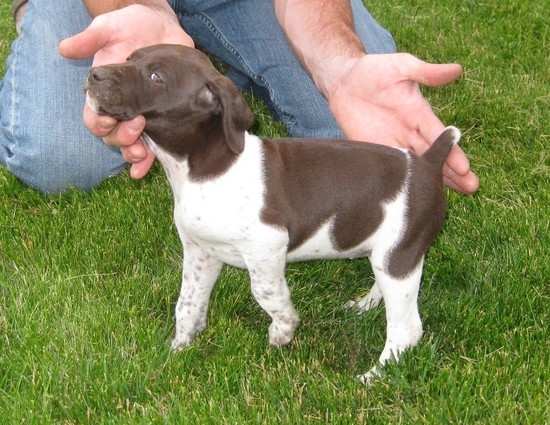 german shorthaired pointer mix puppies