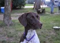 Missouri River Kennels Uncategorized photo gallery.